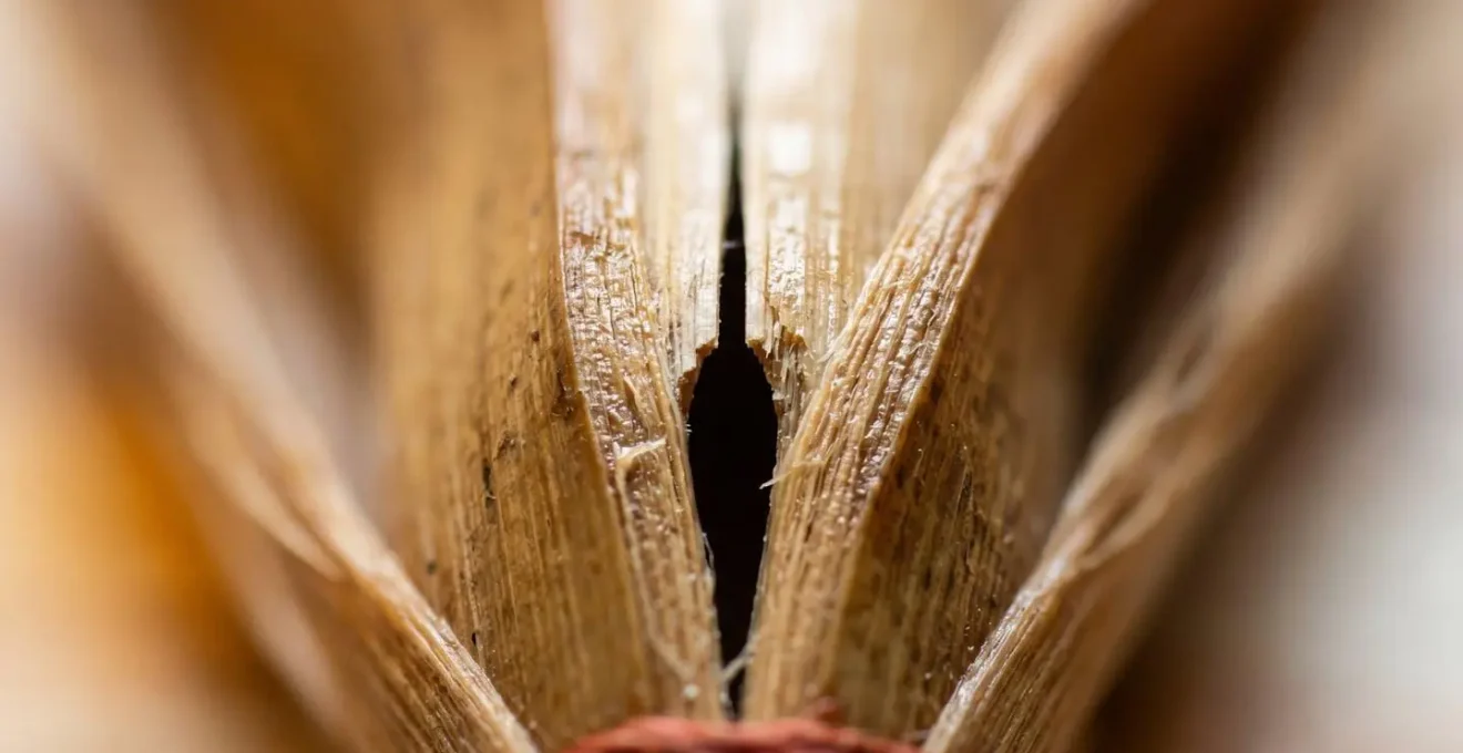 Extreme macro close-up of hichiriki double reed showing flattened bamboo texture and opening with shallow depth of field